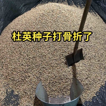 杜英种子