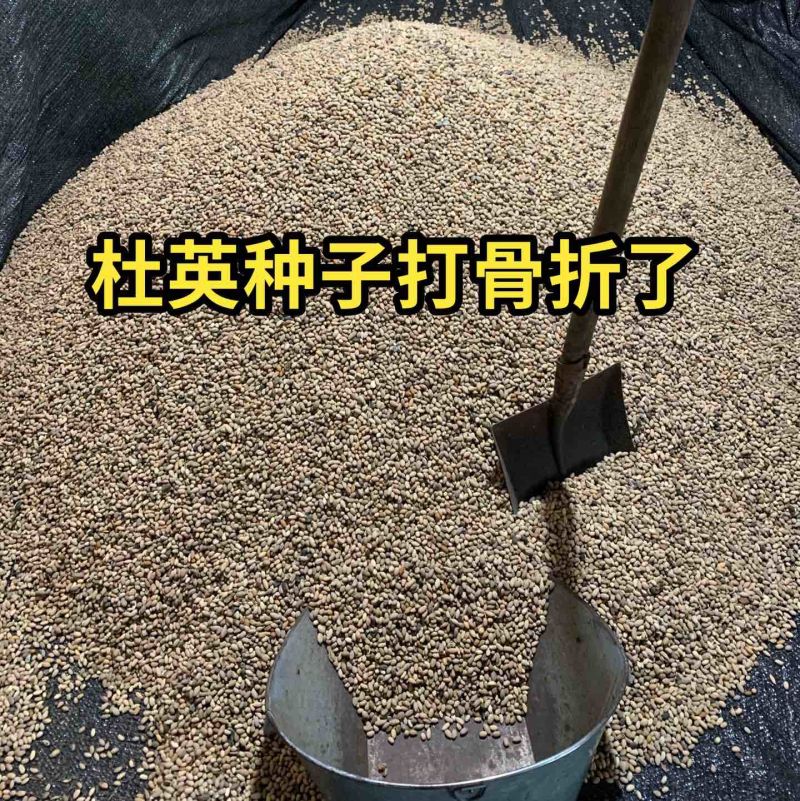 杜英种子
