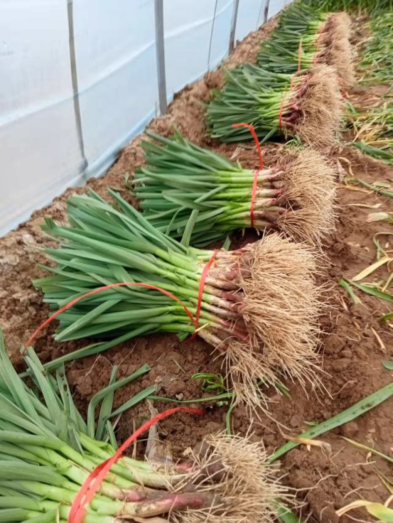 红杆蒜苗，沙地无土无黄叶，大量供应精品和电商货，