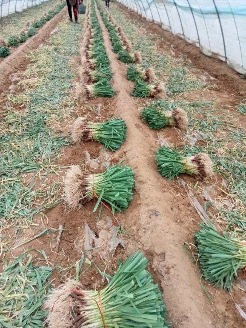红杆蒜苗，沙地无土无黄叶，大量供应精品和电商货，
