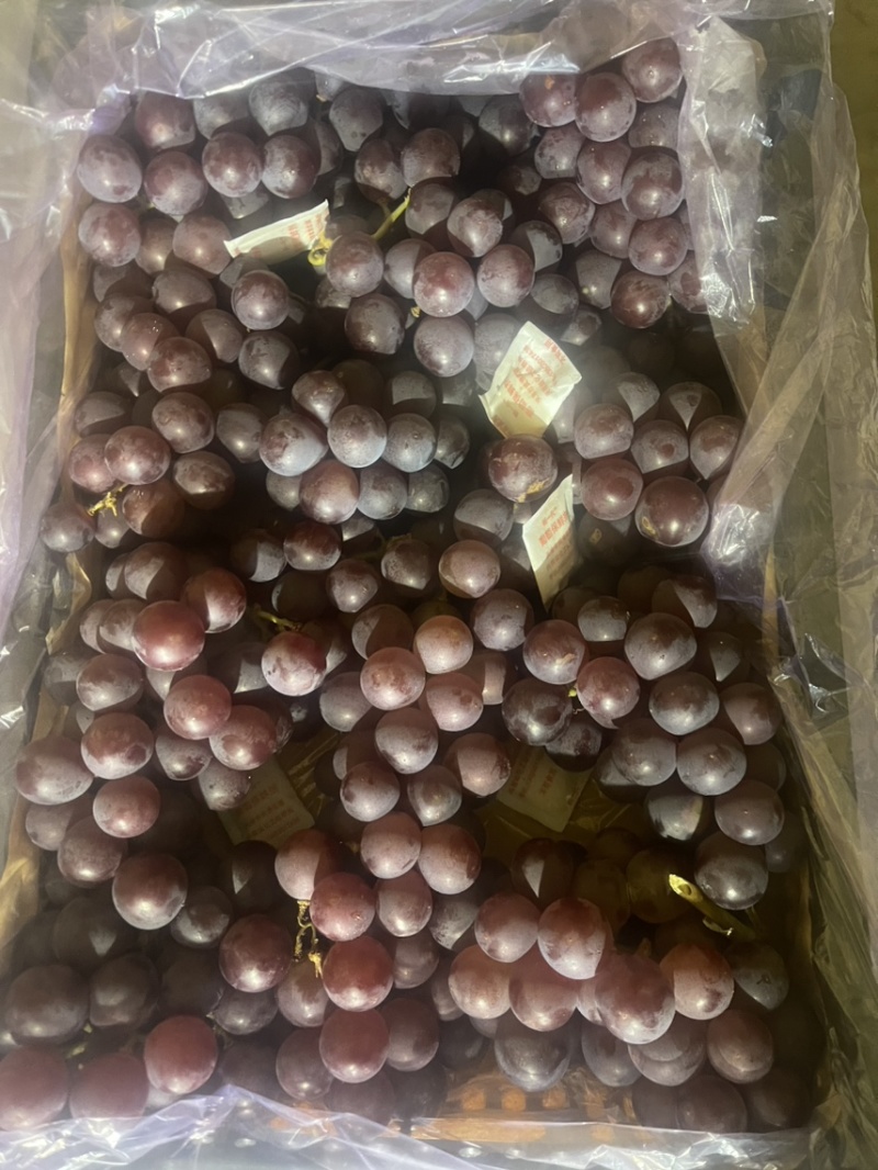 冷库储藏巨峰葡萄大量出售，串大颗粒大，一手货源