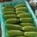 大棚绿皮西葫芦优质翡翠一号西葫芦0.6斤以上常年供