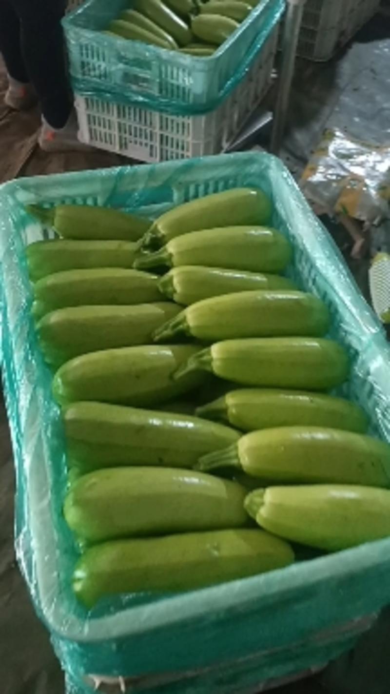 大棚绿皮西葫芦优质翡翠一号西葫芦0.6斤以上常年供