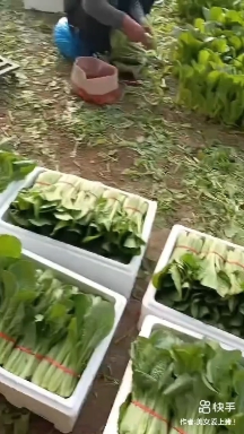 辽宁小白菜大量有货基地直发保质保量代发全国欢迎订购