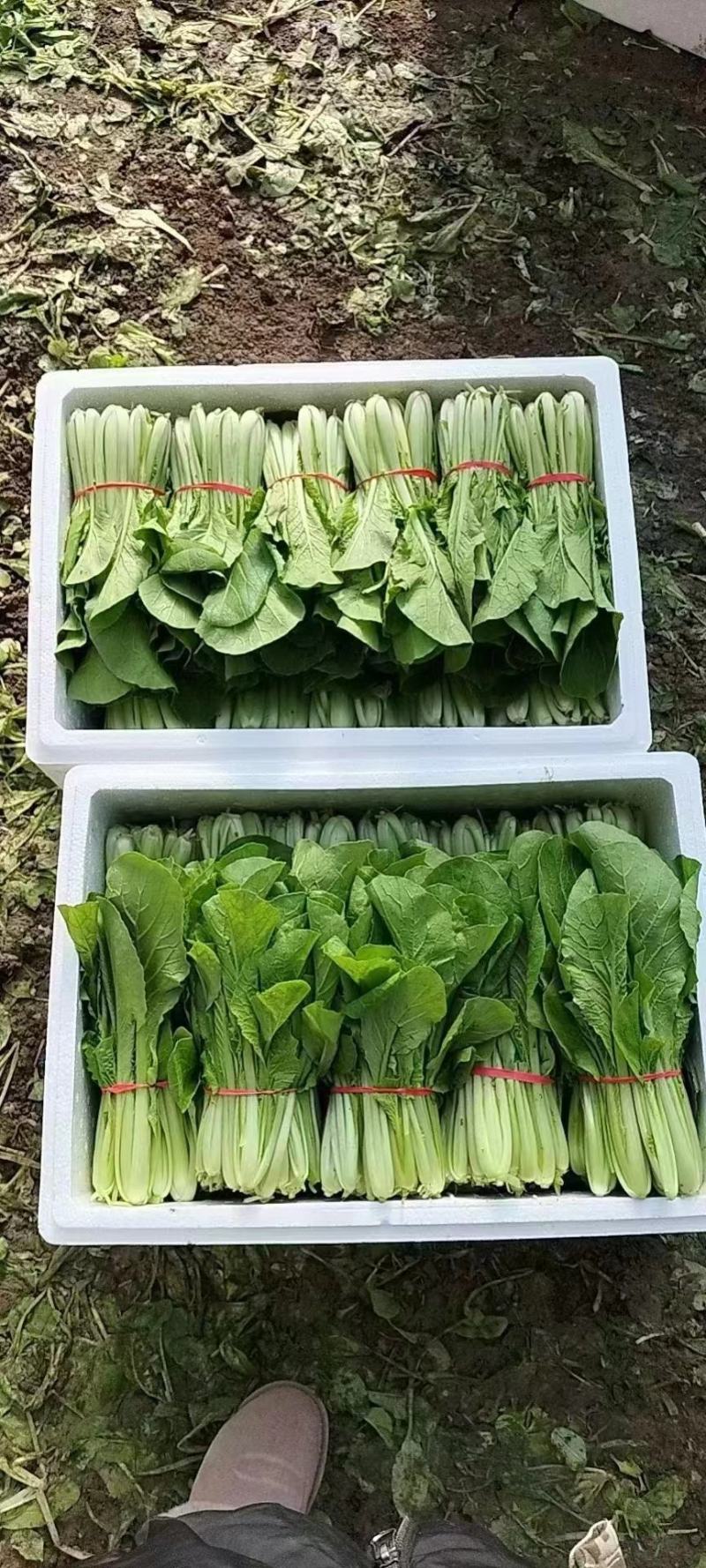 辽宁小白菜大量有货基地直发保质保量代发全国欢迎订购