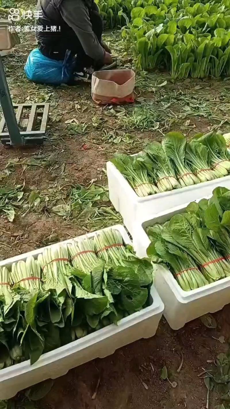 辽宁小白菜大量有货基地直发保质保量代发全国欢迎订购