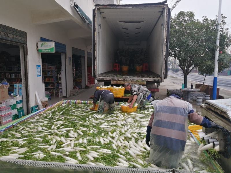 湖北白萝卜市场货，超市，加工厂均可
