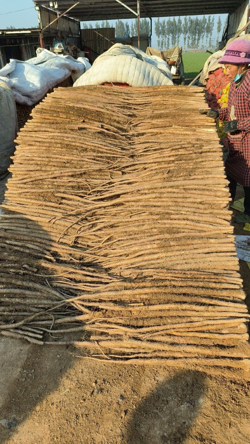 铁棍山药