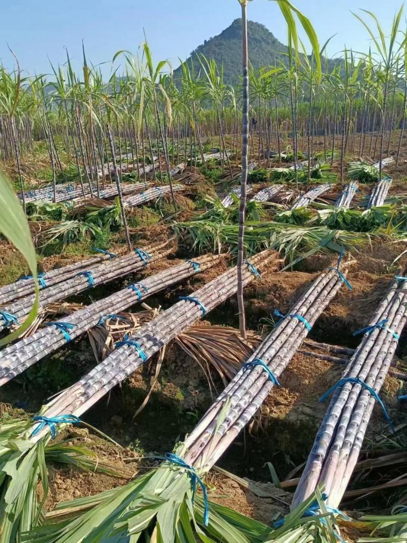 广西甘蔗黑皮甘蔗种植产地结巴均匀口感甜提供回程车质量保证