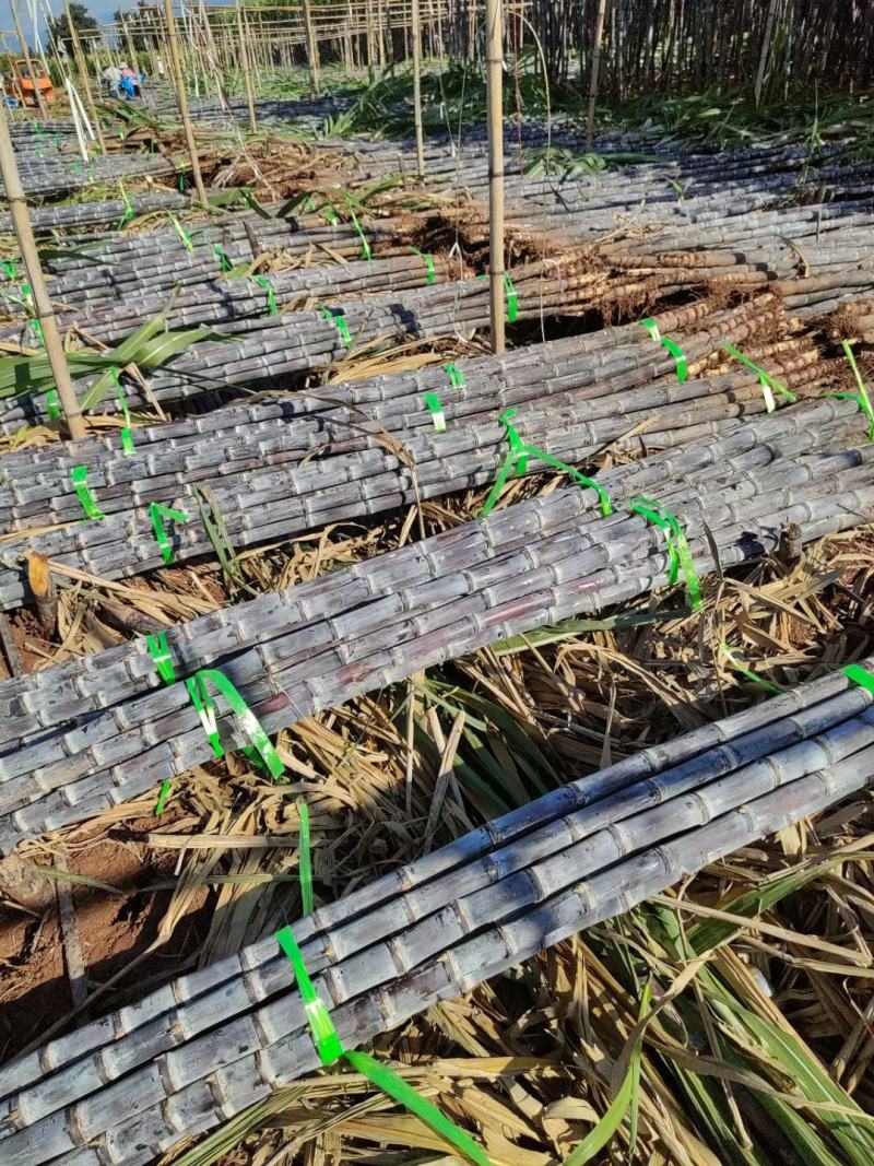 广西甘蔗黑皮甘蔗种植产地结巴均匀口感甜提供回程车质量保证