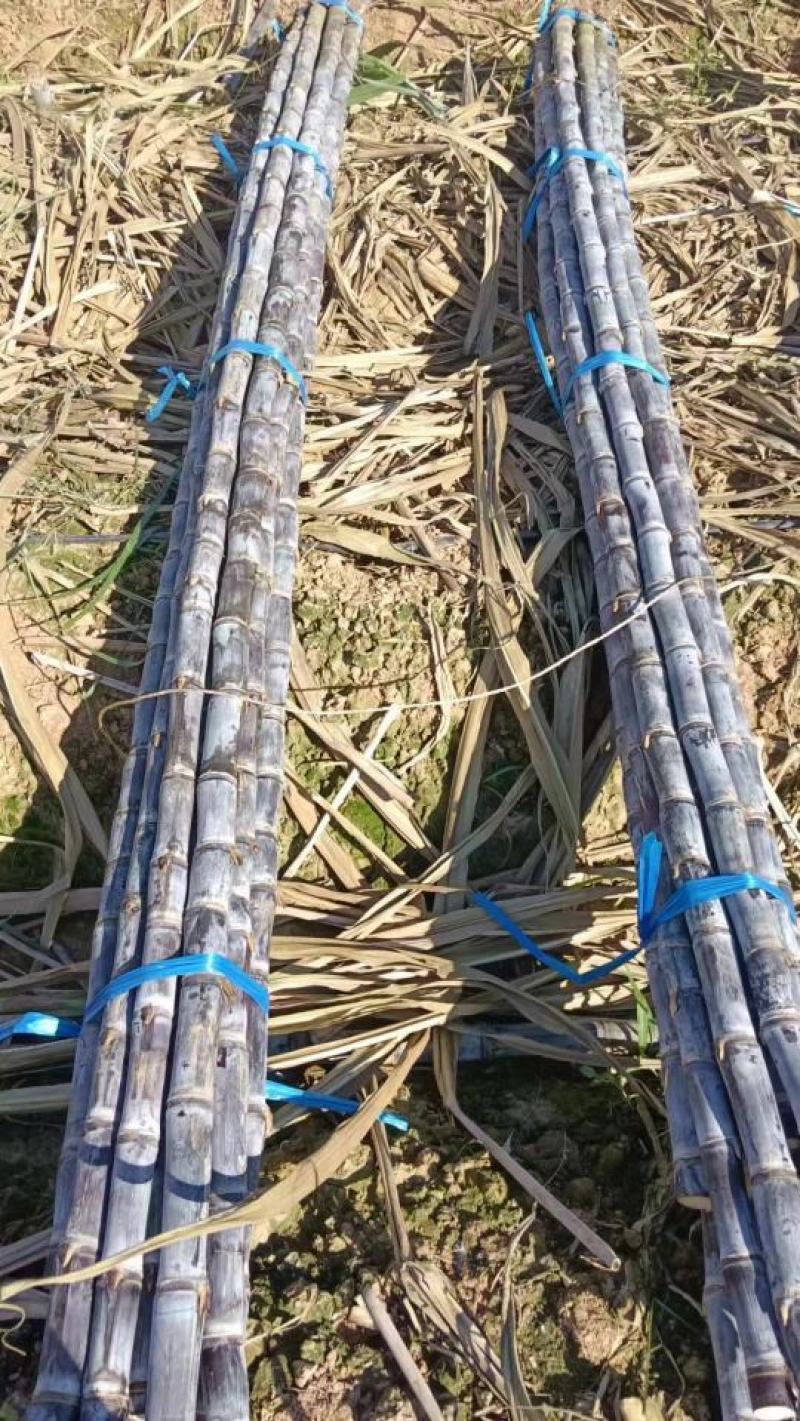 甘蔗种植基地🔥结巴均匀🔥卖相好🔥便宜回头车🔥热销