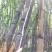 广西甘蔗黑皮甘蔗种植基地对接超市电商一级市场货源充足