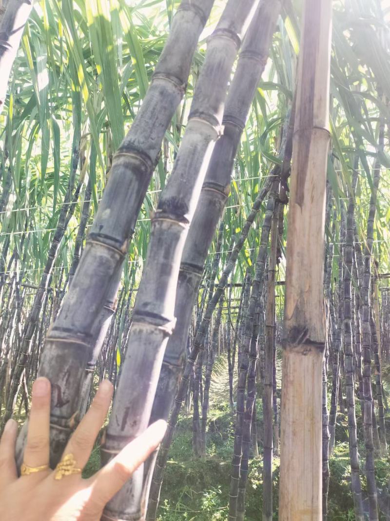 广西甘蔗黑皮甘蔗种植基地对接超市电商一级市场货源充足