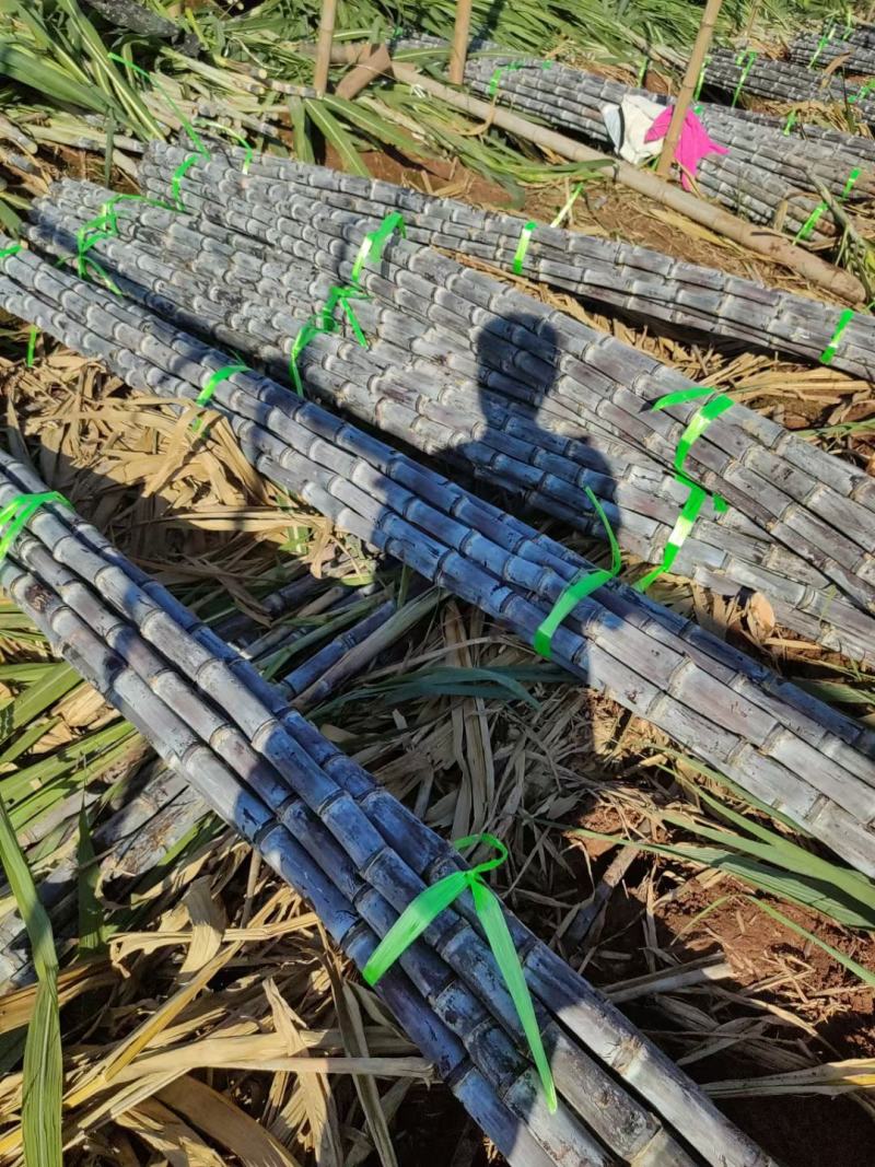 广西甘蔗黑皮甘蔗种植基地对接超市电商一级市场货源充足