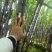 广西甘蔗黑皮甘蔗种植基地对接超市电商一级市场货源充足