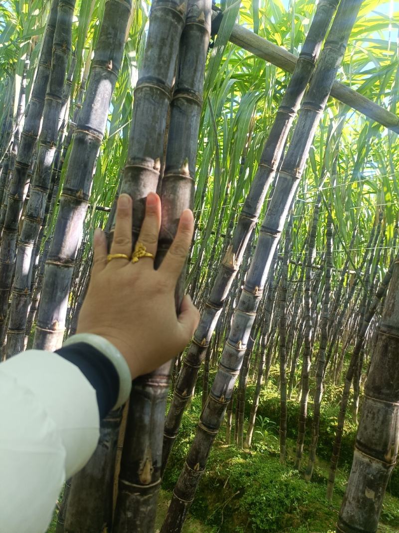 广西甘蔗黑皮甘蔗种植基地对接超市电商一级市场货源充足