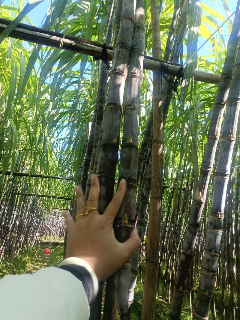 广西甘蔗黑皮甘蔗种植基地对接超市电商一级市场货源充足