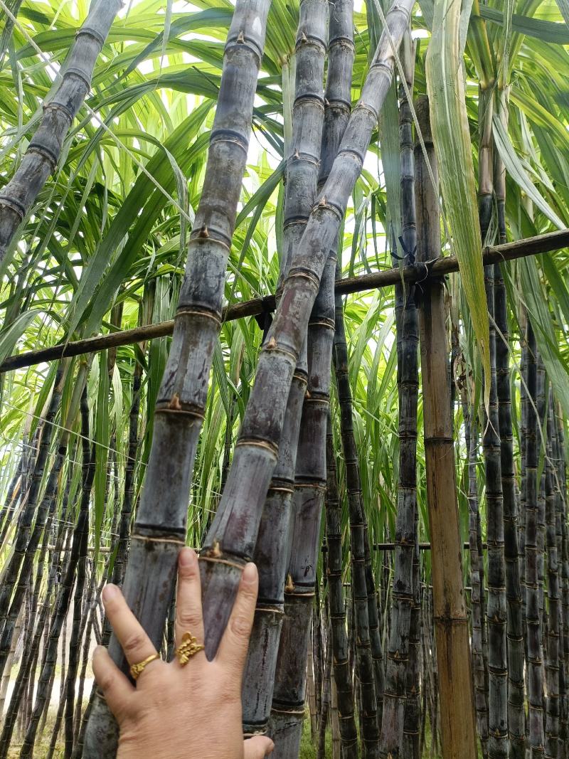 广西甘蔗黑皮甘蔗种植基地对接超市电商一级市场货源充足