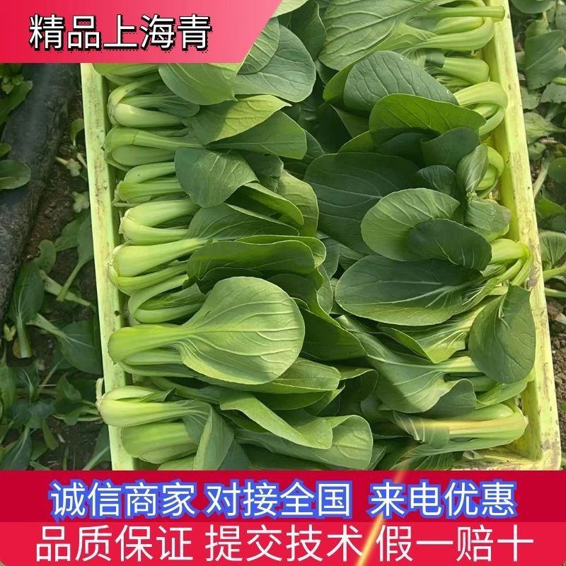 太和小油菜上海青小油菜万亩基地代收代发可基地看货