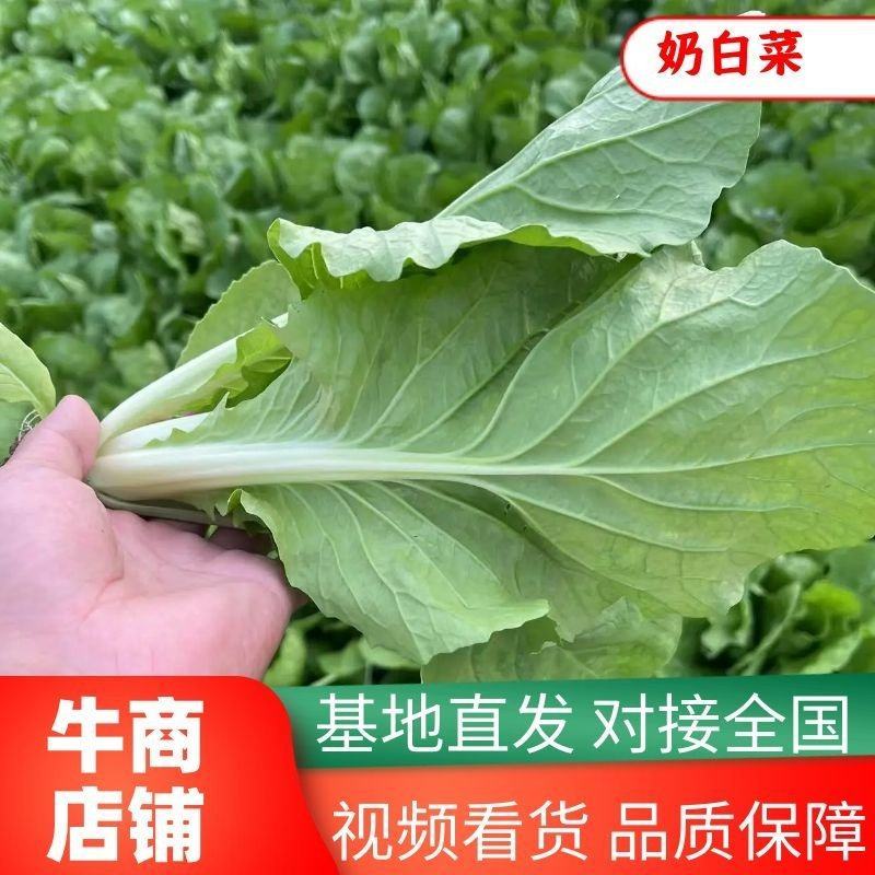 精品大棚奶白菜快菜蔬菜种植基地质优价廉全国发货