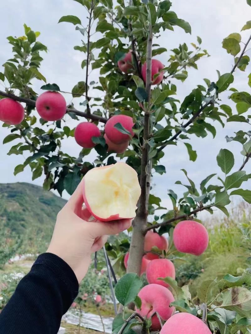 甘肃天水红富士
