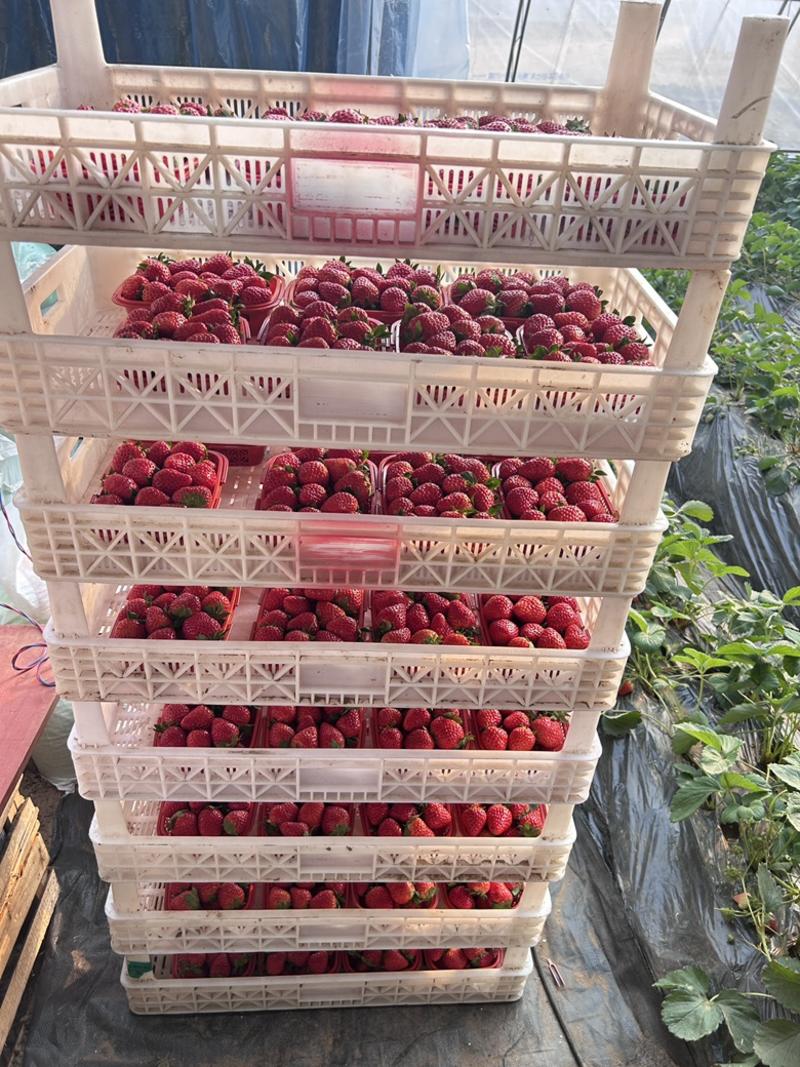 北京红颜草莓