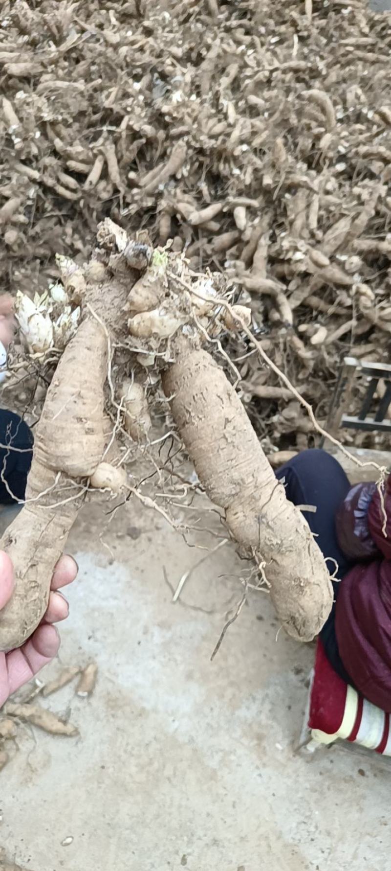 玄参芽上市，种植基地直发，质量好价格优量大可欢迎询价议价