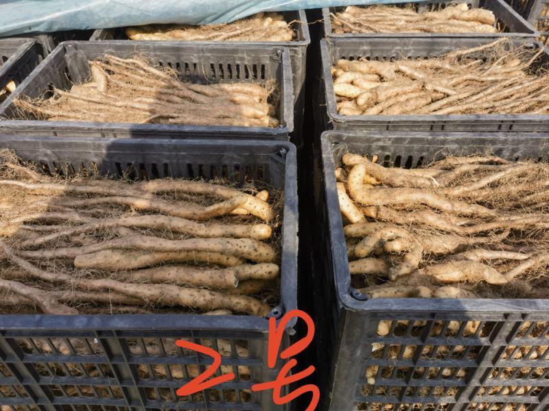 白玉山药苗大量供应自家种植一手货源欢迎全国老板采购