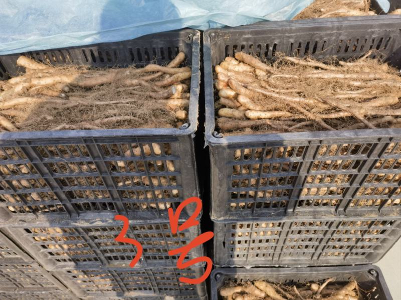 白玉山药苗大量供应自家种植一手货源欢迎全国老板采购