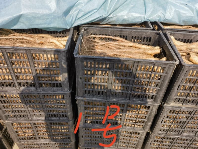 白玉山药苗大量供应自家种植一手货源欢迎全国老板采购