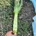 安徽宿州红尖叶莴笋大量上市，产地直发，保质保量