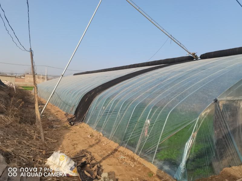 保定草莓基地现摘现发自己种植