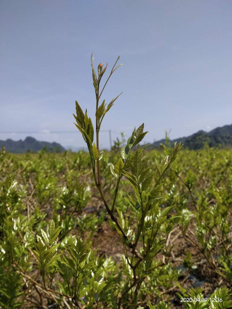 张家界莓茶