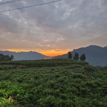 张家界莓茶