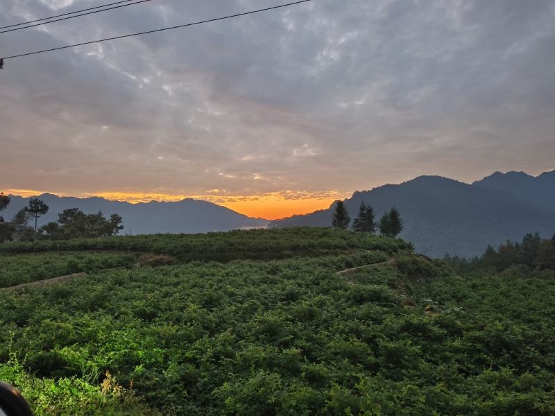 张家界莓茶