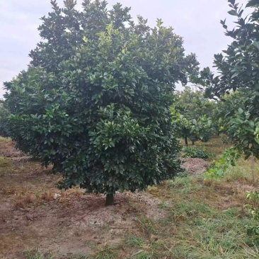 10公分香泡，柚子树，各种规格，各种质量都有货