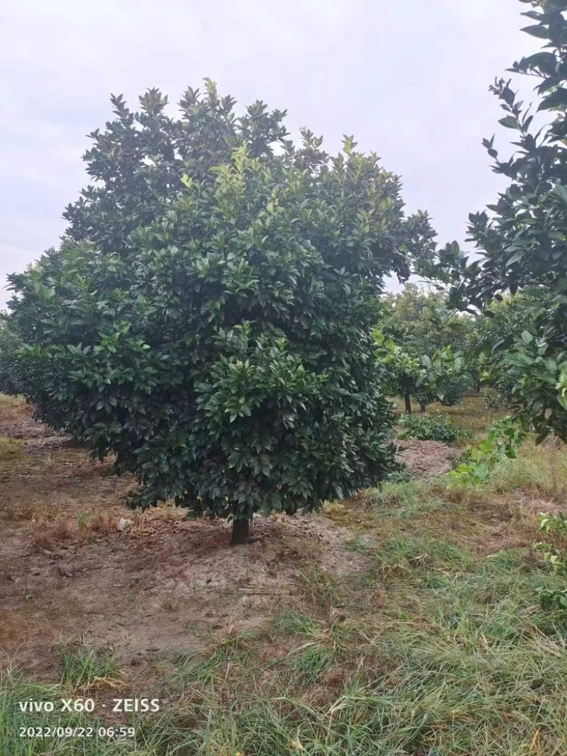 10公分香泡，柚子树，各种规格，各种质量都有货