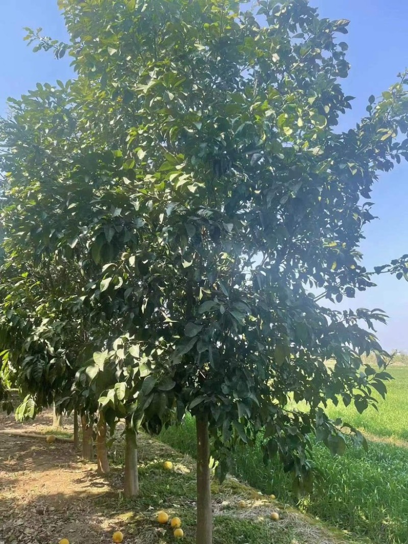 10公分香泡，柚子树，各种规格，各种质量都有货