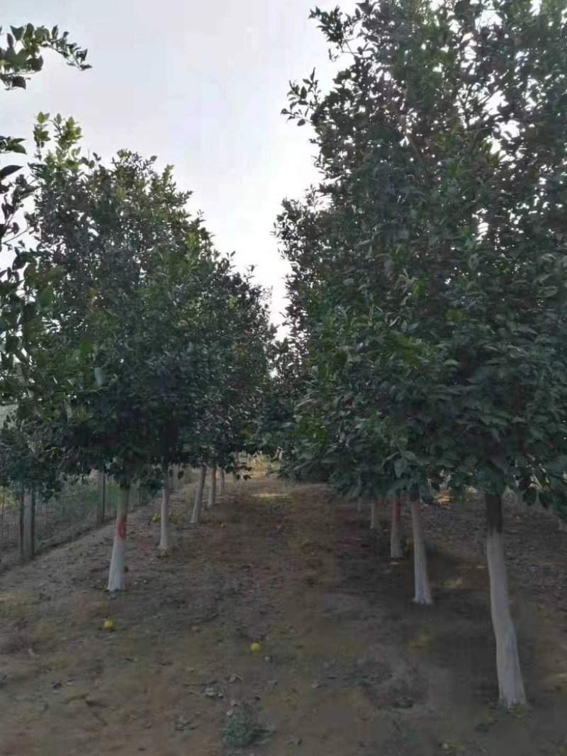 10公分香泡，柚子树，各种规格，各种质量都有货