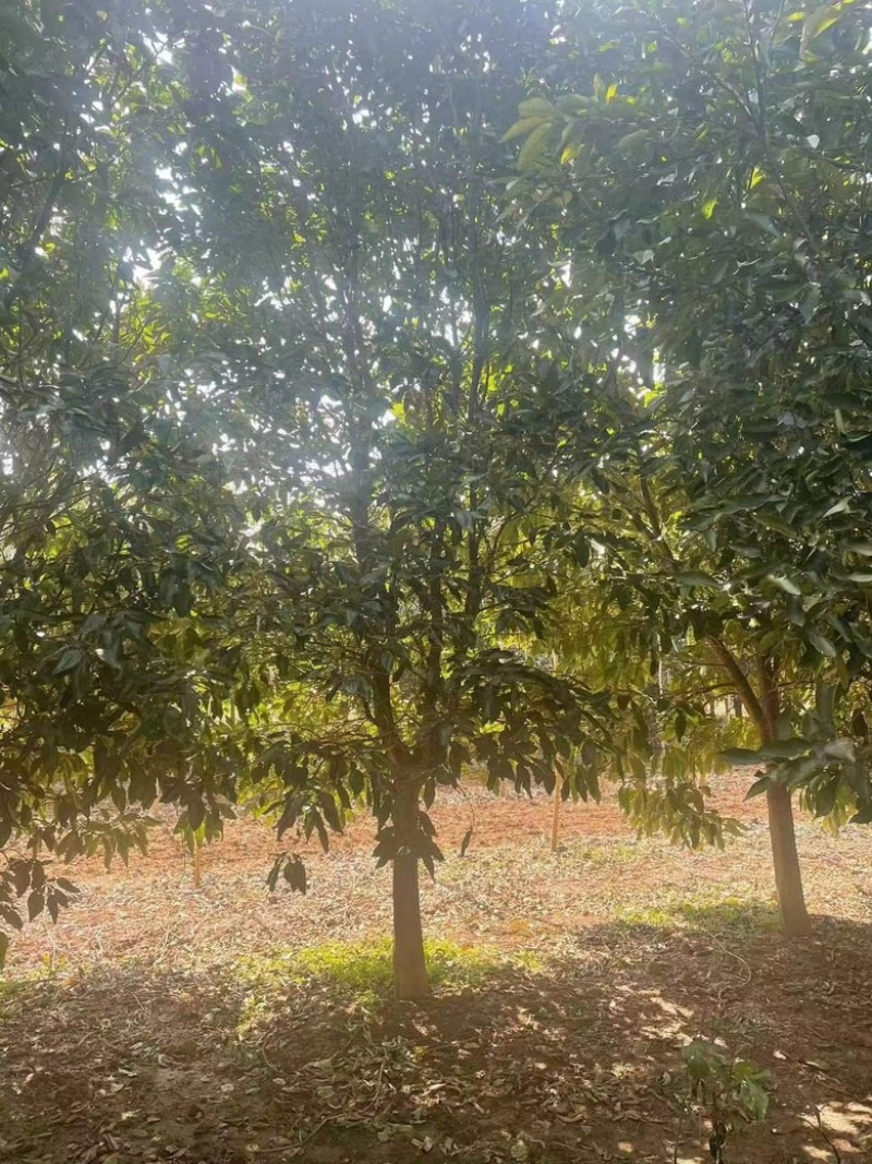 10公分香泡，柚子树，各种规格，各种质量都有货