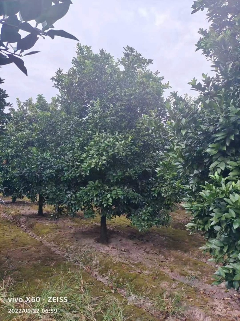 10公分香泡，柚子树，各种规格，各种质量都有货