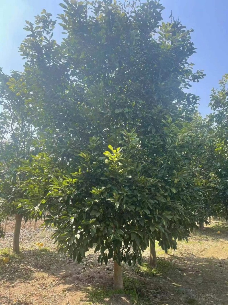 10公分香泡，柚子树，各种规格，各种质量都有货