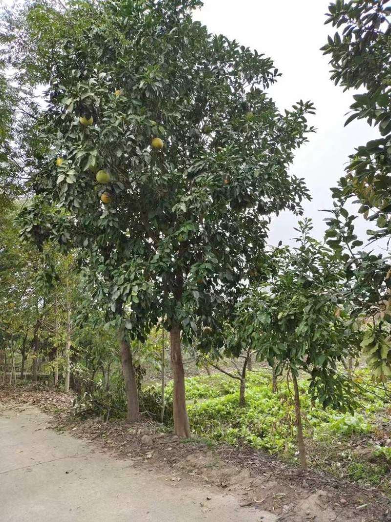 10公分香泡，柚子树，各种规格，各种质量都有货