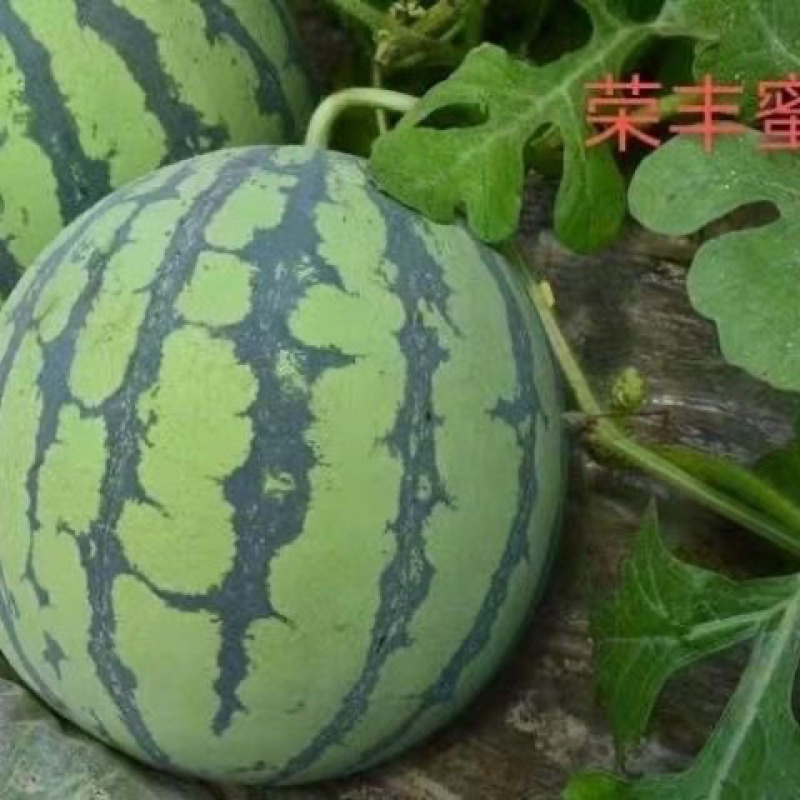 荣丰蜜都西瓜种子耐热抗病早熟红心冰糖皮薄甜脆多汁基地专用