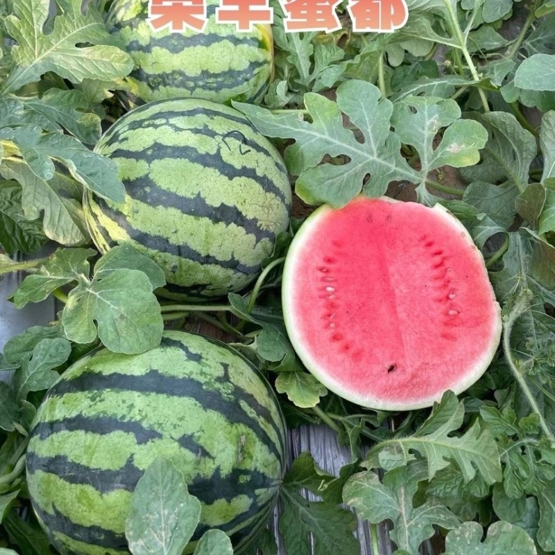 荣丰蜜都西瓜种子耐热抗病早熟红心冰糖皮薄甜脆多汁基地专用