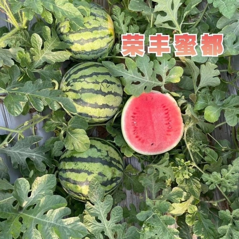 荣丰蜜都西瓜种子耐热抗病早熟红心冰糖皮薄甜脆多汁基地专用