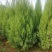 塔柏1.5-2.4米大量现货
