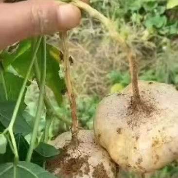 高山地瓜，凉薯，地萝卜，先挖现发，当天发货