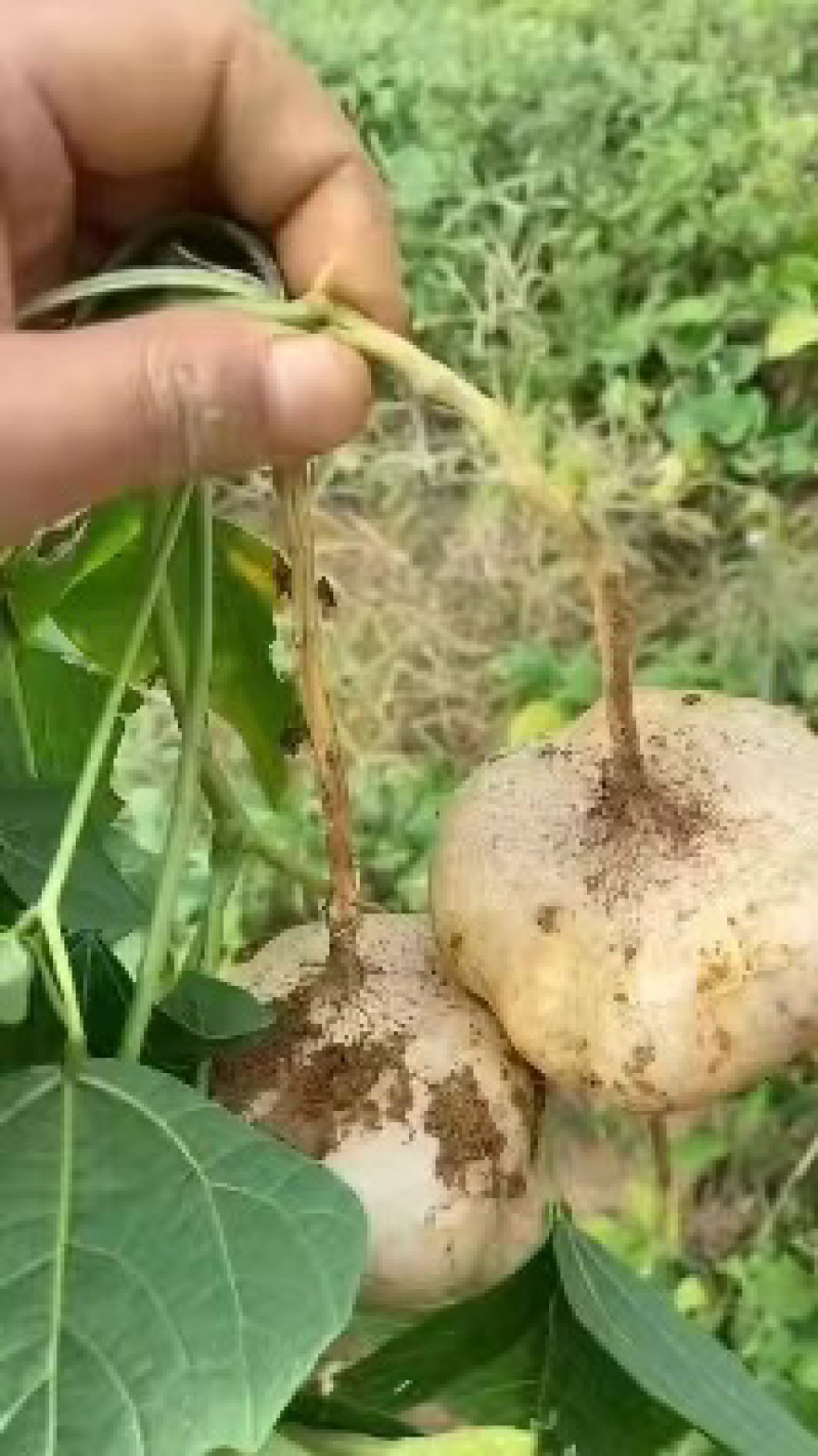 高山地瓜，凉薯，地萝卜，先挖现发，当天发货