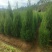 塔柏1.5-2.4米大量现货